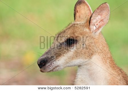 Wallaby portræt