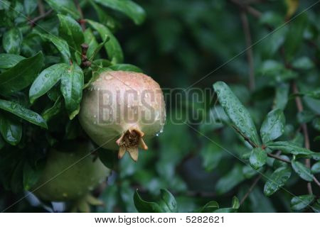 Eglantine