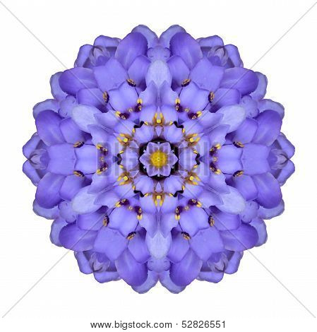 Mandala Flower Isolated Blue Iberis Kaleidoscope