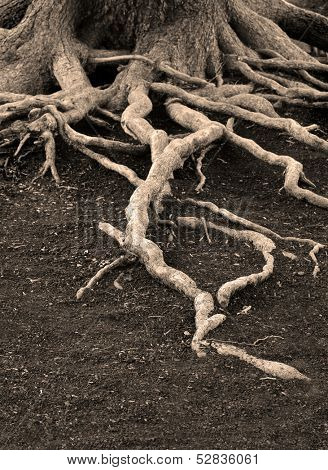 Roots from old pine trees snaking across the ground
