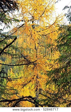 Autumn Forest At Ziarska Dolina - Valley In High Tatras, Slovakia