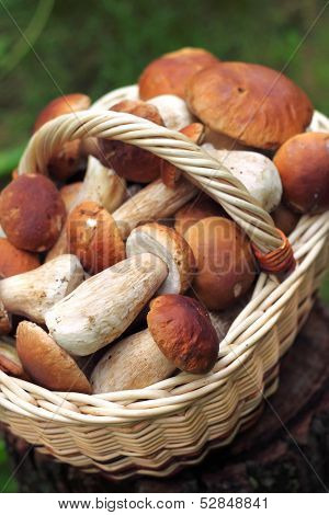 Basket With ceps