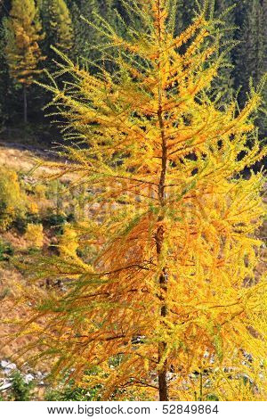 Autumn Forest At Ziarska Dolina - Valley In High Tatras, Slovakia