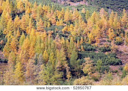 Autumn Forest At Ziarska Dolina - Valley In High Tatras, Slovakia