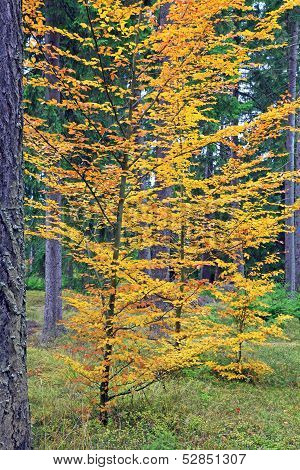 Autumn Forest At Ziarska Dolina - Valley In High Tatras, Slovakia