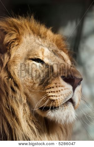 Löwe