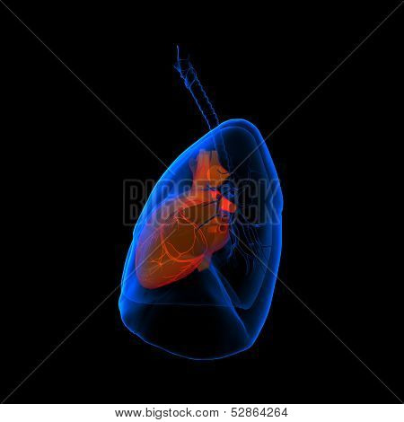 3D medical illustration - lungs with visible heart - side view