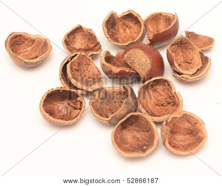 Nut Shell