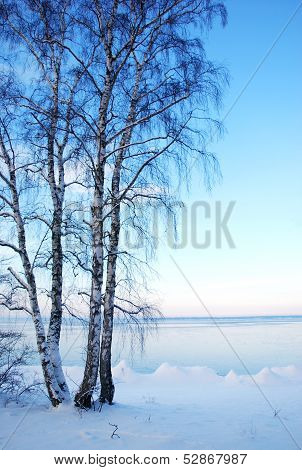 Birches at winter