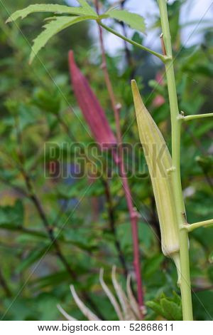 Okra on branch