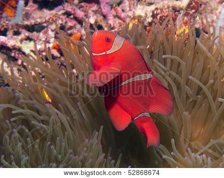 Spinecheek Anemonefish