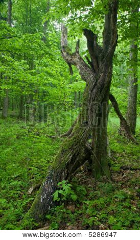 ต้นไม้หัก มีสาขาอยู่บางส่วน