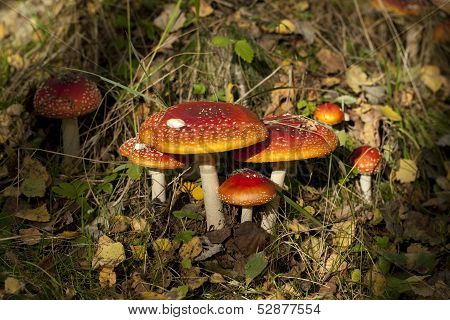 Amanita Muscaria
