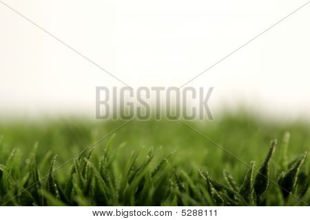 Grass