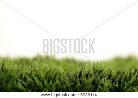 Grass