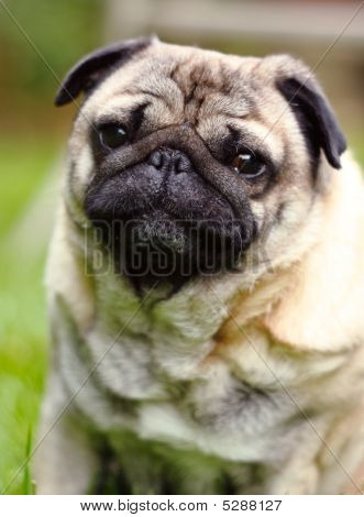 Pug