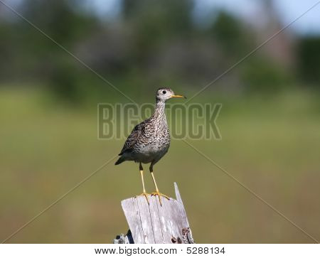 Upland Sandpiper