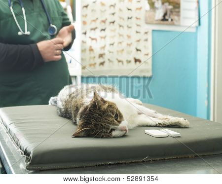 Veterinary Blood Test