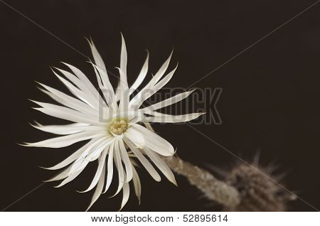 Flowering Cactus