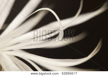 Flowering Cactus