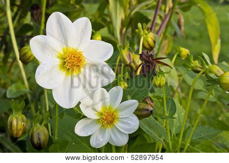 White Flowers