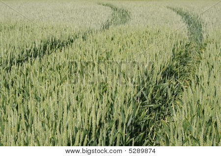 Trigo con pistas de Tractor