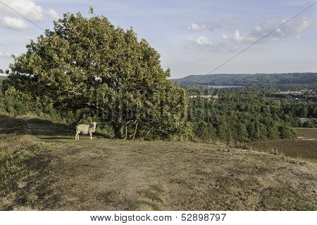 Sheep On The Hill