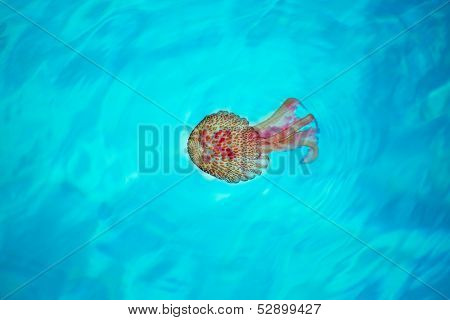 Mediterranean Mauve Jellyfish Pelagia noctiluca in turquoise Balearic Islands