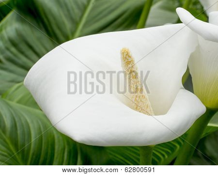 Calla Closeup