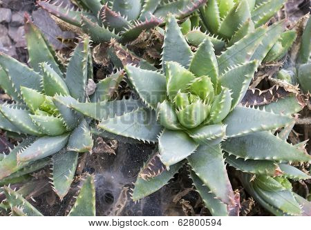 Aloe Plant With Short Leaves - Aloe Brevifolia