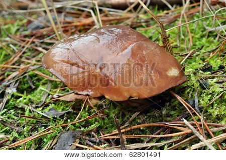 Mushroom Suillus Luteus