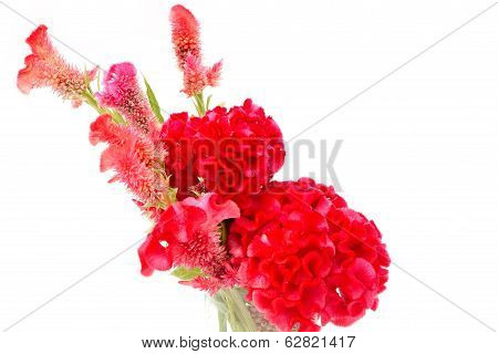 Cockscomb