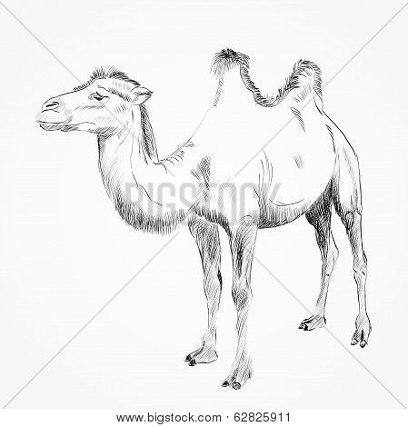 hand drawn camel