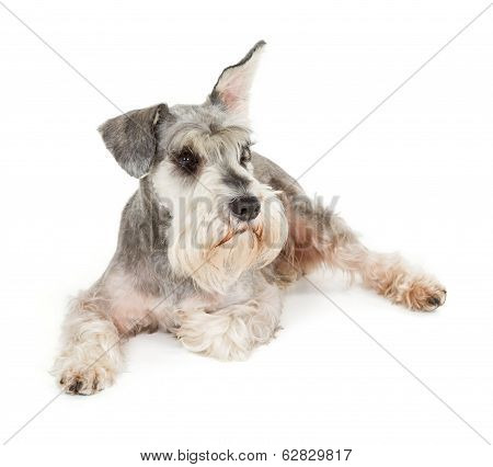 Cute Miniature Schnauzer