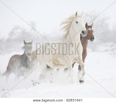 Batch Of Horses Running In Winter