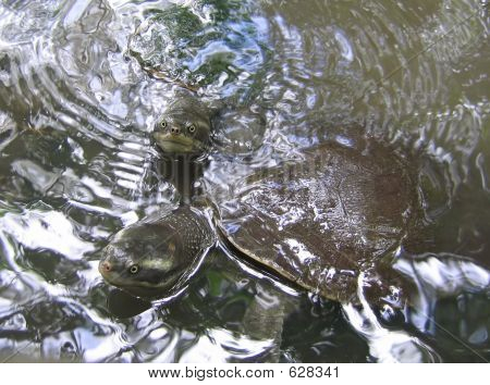 เต่าแม่น้ำ Kreffts และปลอกเปลือกให้หมดเห็นเต่า