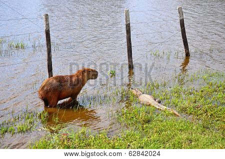 Flooded Farm With Capibara And Cayman, Pantanal, Mato Grosso (brazil)
