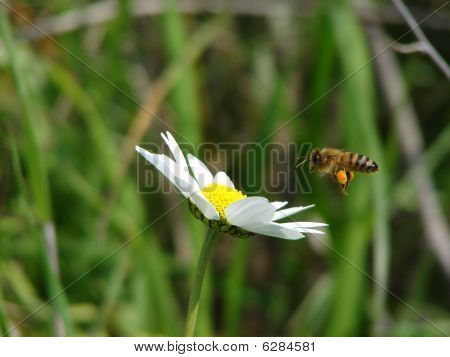 Bee