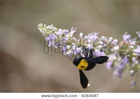 Bee drzew