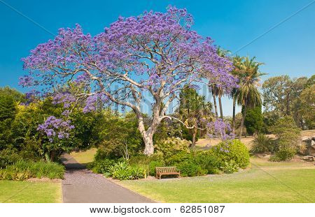 Blooming jacaranda tree in the park, Sydney, New South Wales, Australia