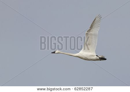 Tundra Swan In Flight