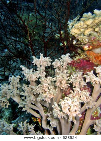 Arrangiamento Coral