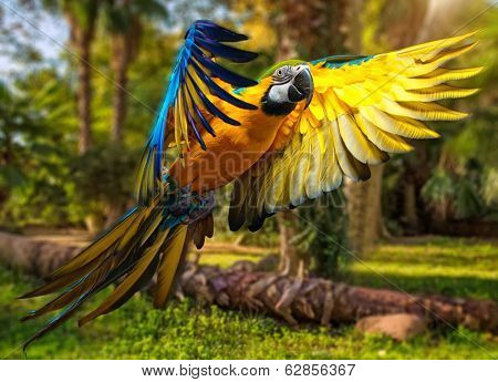 Beautiful colourful parrot over tropical background 