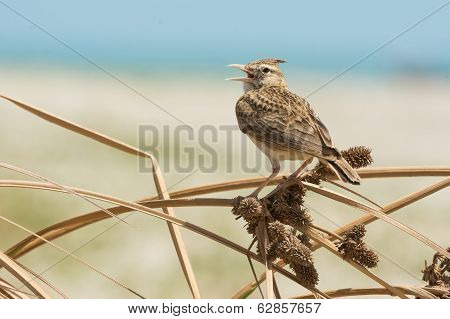 Crested Lark Singing On Dried Grass With Seeds