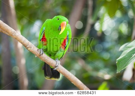 Male Indonesian Eclectus Parrot on a Tree Branch.