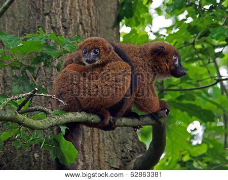 Red Bellied Lemur