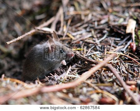 Mouse