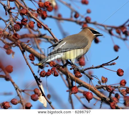 Кедр Свиристели