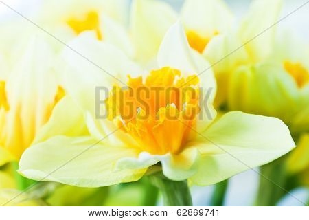 Macro image of spring flower, jonquil, daffodil. Delicate calyx, petals