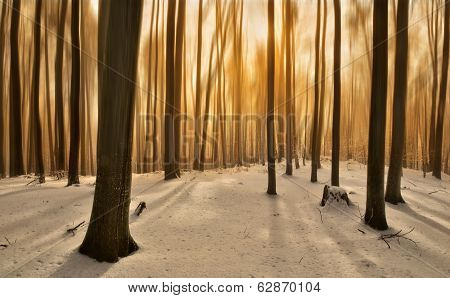 golden Wood
